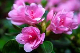 Flores de azalea