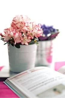 Azaleas plantadas en macetas