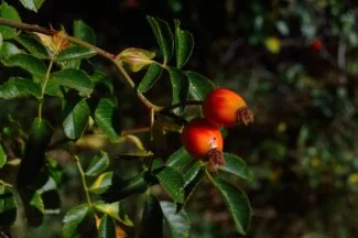 Planta de goji