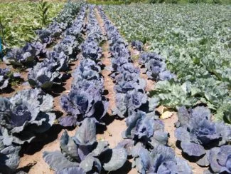 CAmpo de colores con diversas ariedades
