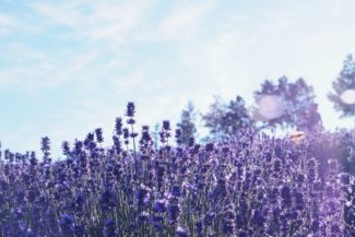 Lavanda