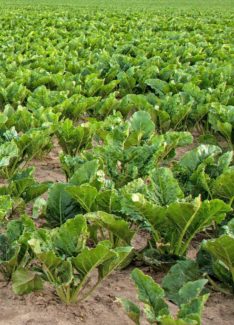 Plantación en huerto de Kale