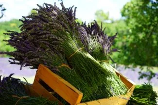 Cosechando plantación de lavandas
