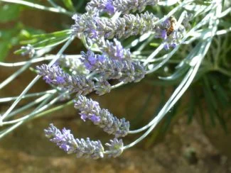 Plantones de lavanda empezando a brotar