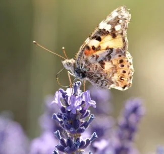 Lavanda y mariposa