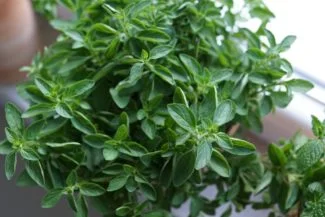 Orégano plantando en la maceta