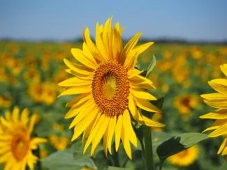 Girasol que sigue la luz