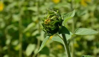 Girasol creciendo