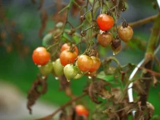 Planta de tomate con hojas secas