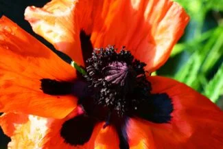 Amapola Oriental Macro