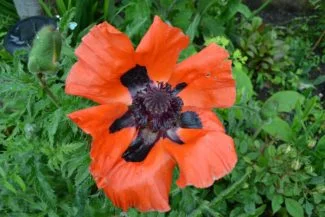 Flor oriental abierta