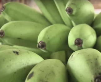 Platano Manzano Madurando