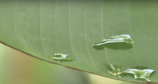 Hoja de Plátano de Manzano