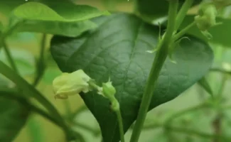 Flor de Azuki