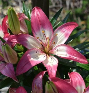 Lirio rosa y blanco