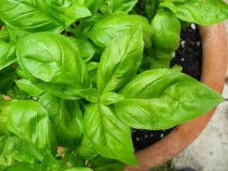 Albahaca en maceta