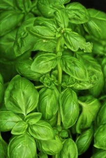 Albahaca de gran altura