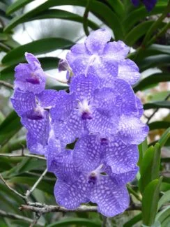 Planta vanda con flores púrpura