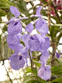 Flor Vanda Páldia