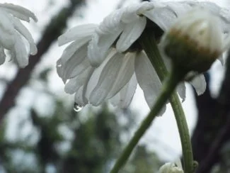 Manzanilla después de la lluvia