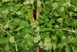 Planta de Cilantro