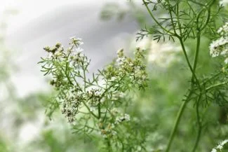 Flores de cilantro