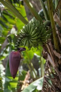 Flor o pámpano del platano manzano