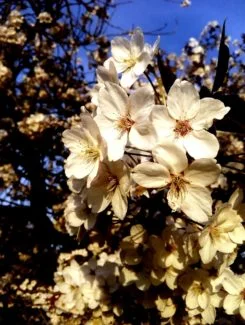 Otro tipo de flor de vainilla