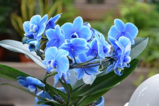 Orquídeas Azul celeste
