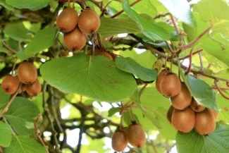 Árbol con muchas variedades de Kiwi