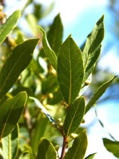 Ramas del arbol del laurel