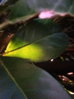 Hojas de laurel sanas