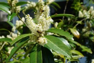 Flores del laurel