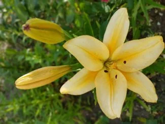 Lirio amarillo