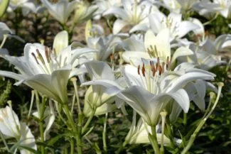 Lirios blancos plantados