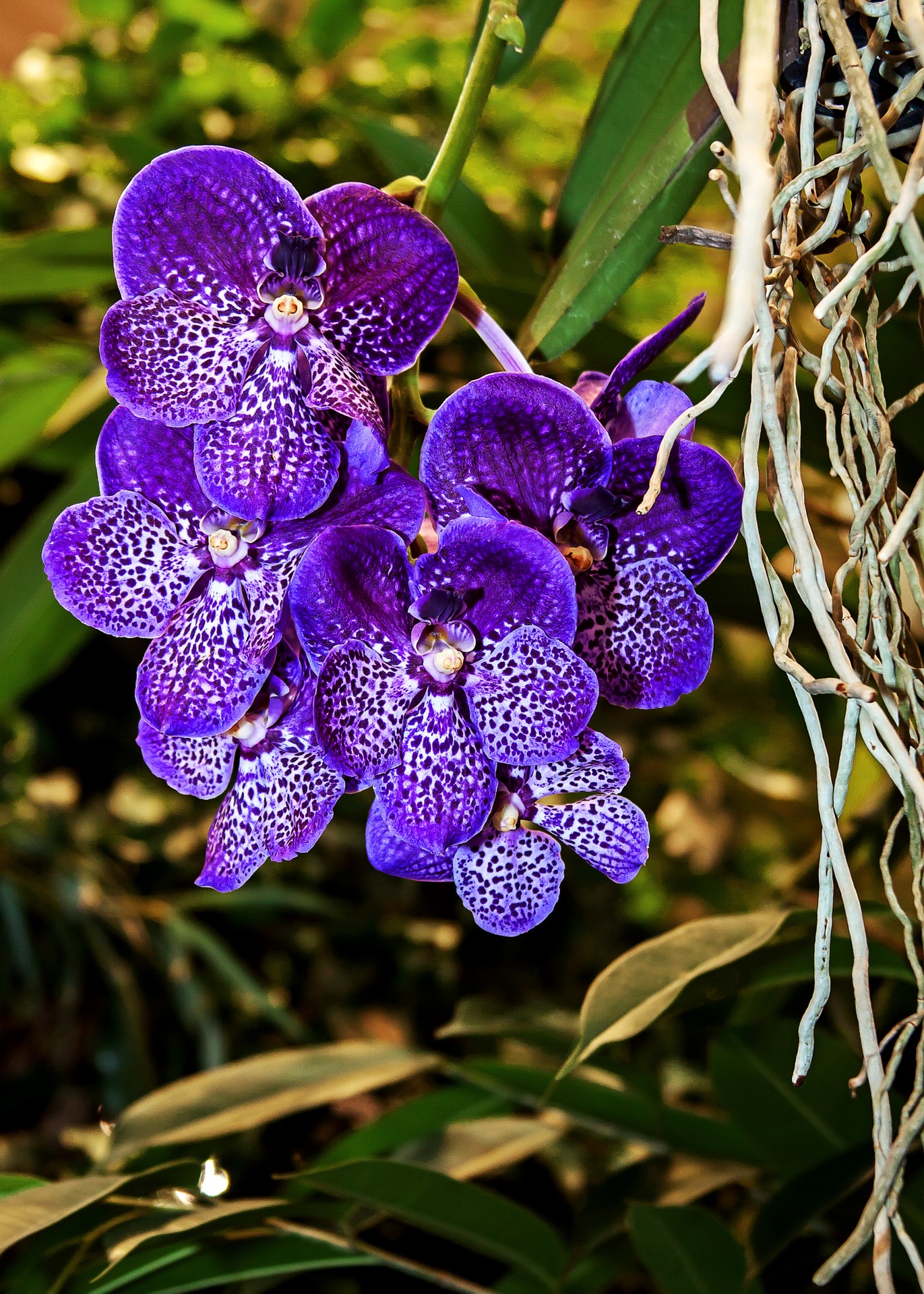Orquídea Vanda: Una planta decorativa a la altura de tu casa