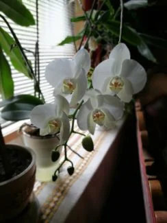 Orquidea en el interior con maceta