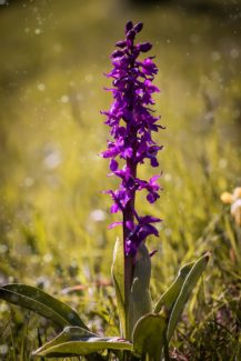 Orquídeas: Miles de formas y colores en tu jardín [paso a paso]