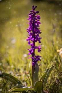 Orquidea