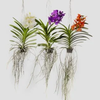 Vanda blanca, morada y naranja colgantes
