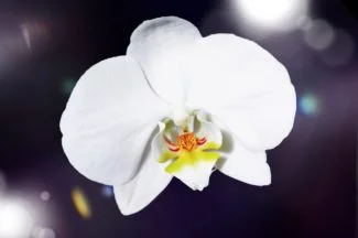 Orquídea blanca