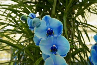 Orquídea con flores azules