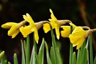 Narcisos amarillos