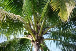 Palmera de coco adulta