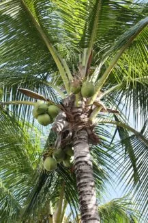 Palmera con coco