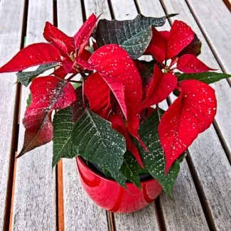 Poinsettia en Maceta