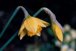 Narcisos floreciendo