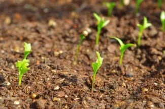 Germinación de Semilla de Cilantro