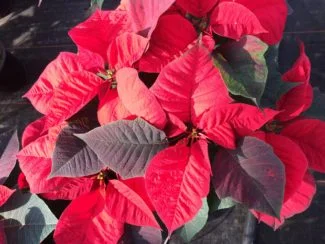 Coloración de Poinsettia