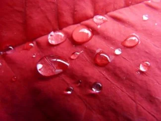 Gotas de rocio en Poinsettia